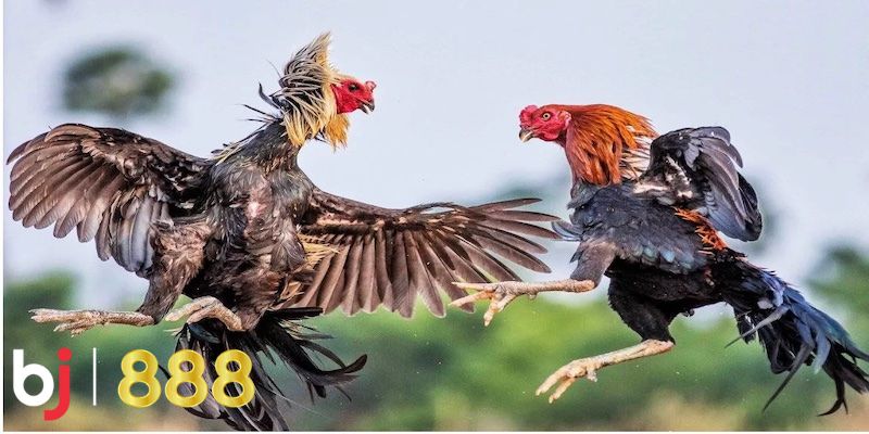 Các loại hình đá gà BJ888 nổi bật