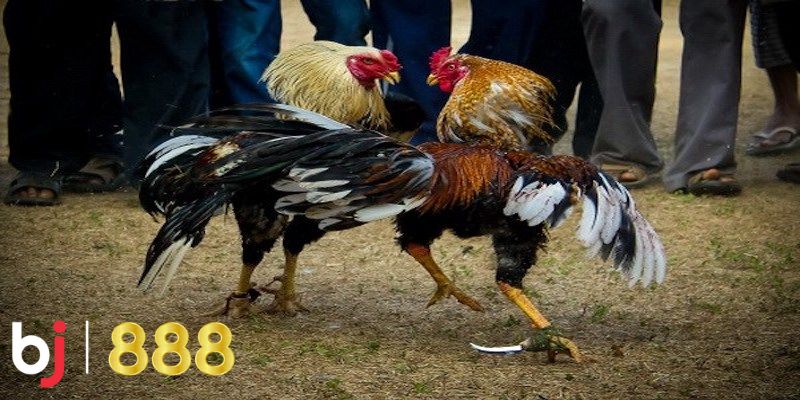 Tại sao đá gà BJ888 là lựa chọn hoàn hảo?
