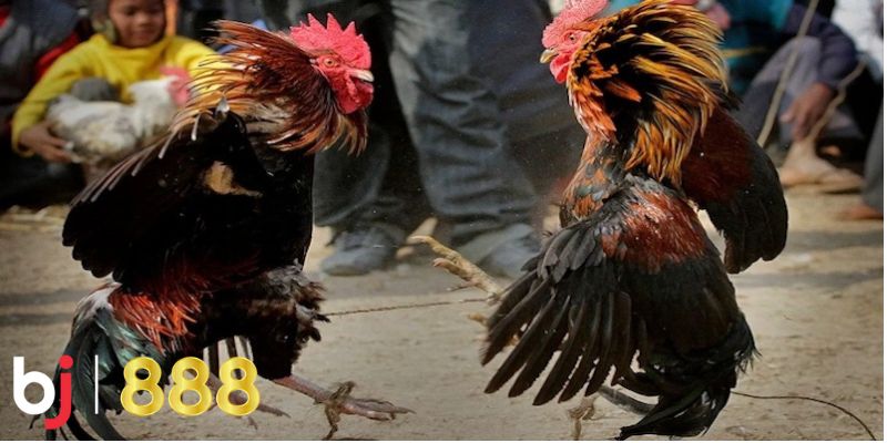 Tỷ lệ cược hấp dẫn với tỷ lệ cạnh tranh