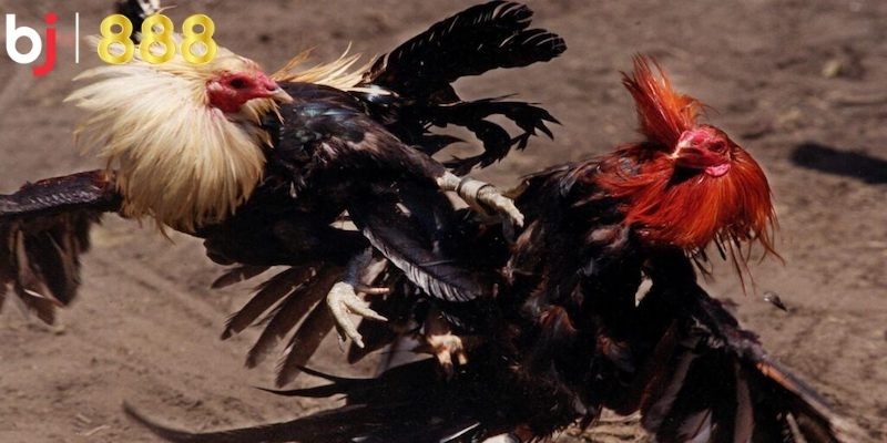 Đôi nét về Đá Gà SV388 – Nền tảng chọi gà trực tuyến hàng đầu