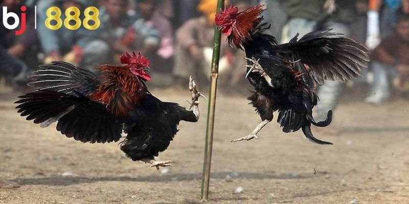 Mẹo chơi Đá Gà SV388 hiệu quả