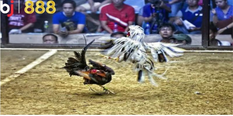 Những loại gà thường được sử dụng trong đá gà C3