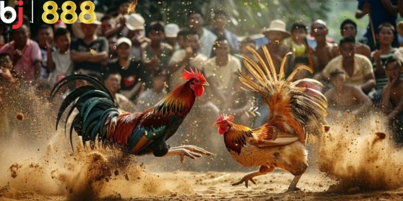 Theo dõi trực tiếp đá gà C3 tại nhà cái BJ888