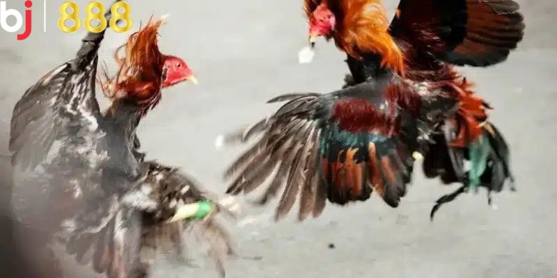 Lựa chọn xem trực tiếp đá gà C3 uy tín ở đâu?