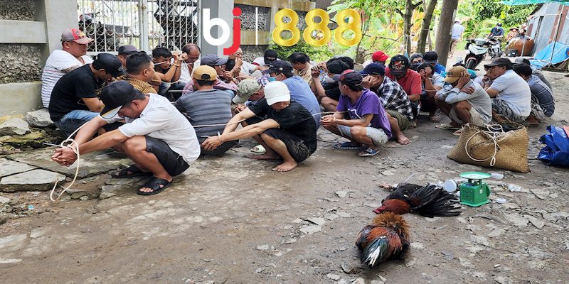 Liệu chơi đá gà bị bắt phạt bao nhiêu và có bị đi tù không?