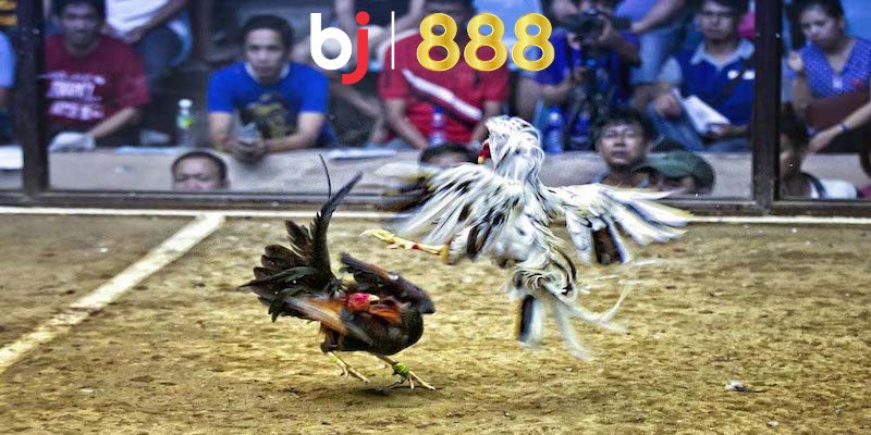 3 loại Đá gà mạng là gì?