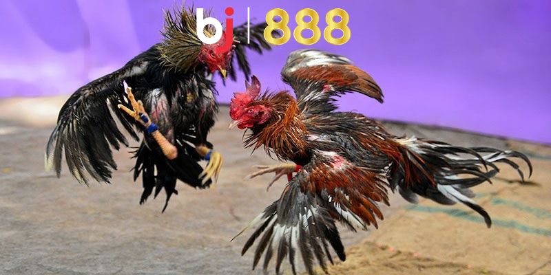 Bỏ túi mẹo chơi đá gà mạng là gì