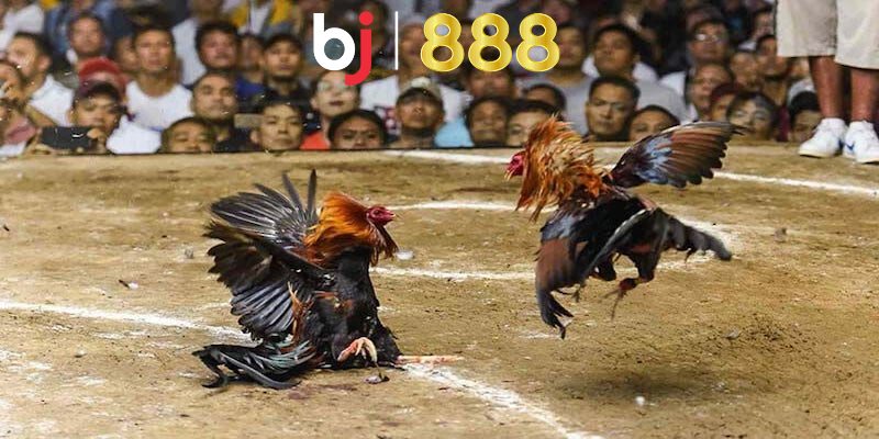 Giải thích Đá gà mạng là gì?