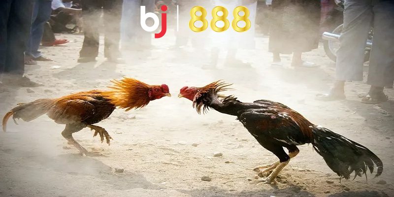 Hình thức đá gà online là gì?