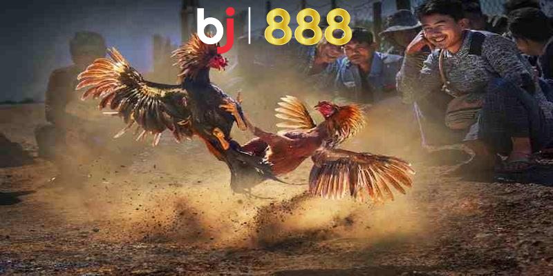 Tại sao đá gà online lại thu hút nhiều bet thủ như vậy?