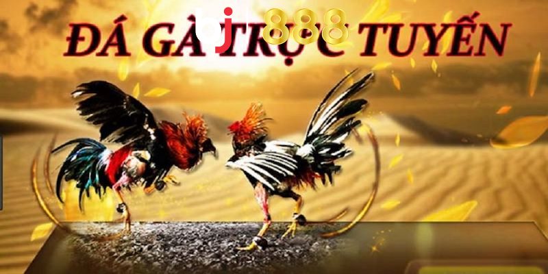 Cùng tìm hiểu lợi ích khi tham gia đá gà trực tuyến là gì