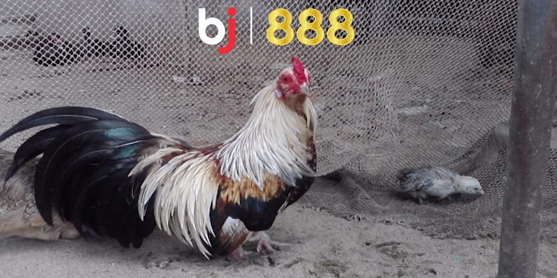 Chia sẻ cách bảo quản cựa đá gà chuẩn nhất