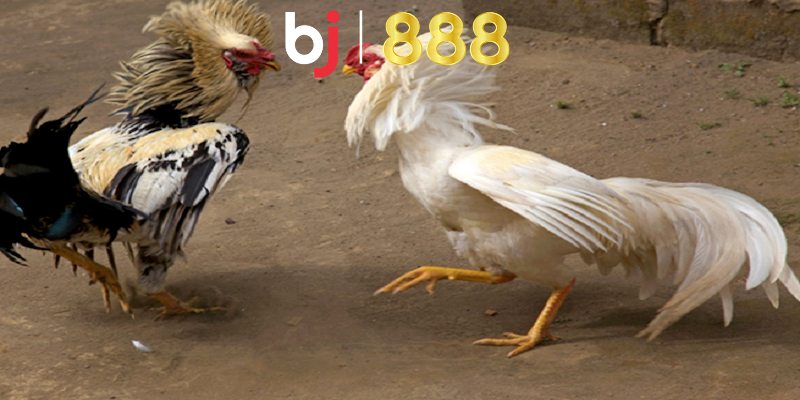 Gà 3kg2 đá cựa bao nhiêu sẽ là hiệu quả nhất?