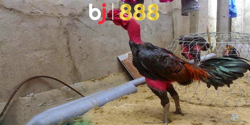3 yếu tố ảnh hưởng đến thời gian gà chọi nuôi bao lâu thì đá được