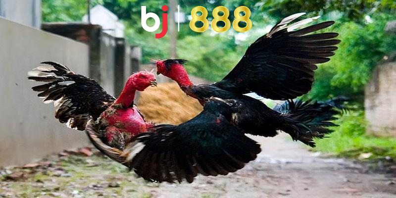 Giải đáp thắc mắc gà chọi nuôi bao lâu thì đá được chi tiết