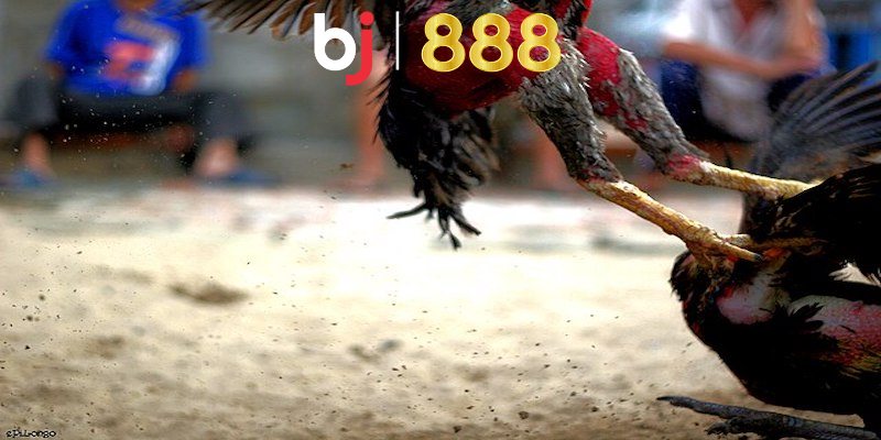 Đặc điểm của giống gà đá mã kỵ là gì
