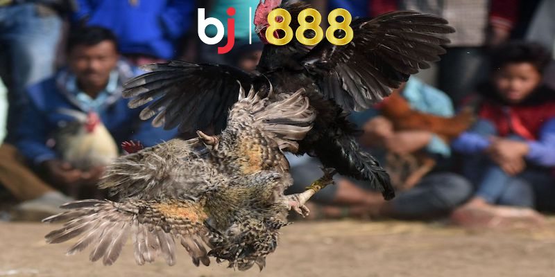 Lợi ích của việc nuôi và chăm sóc gà đá mã kỵ là gì