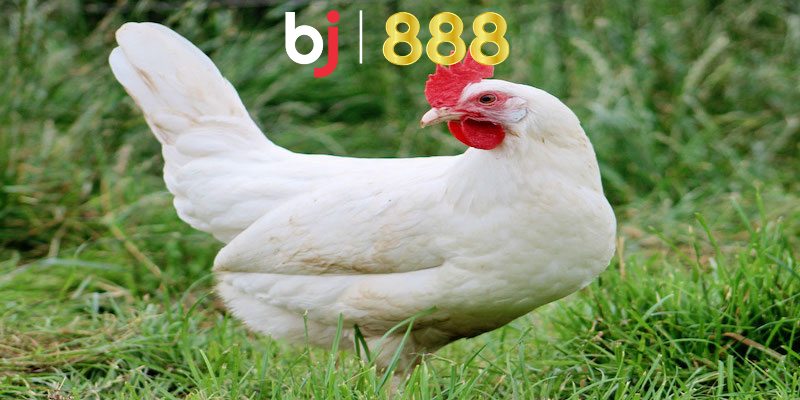 Giải đáp gà đá màu trắng gọi là gà gì?
