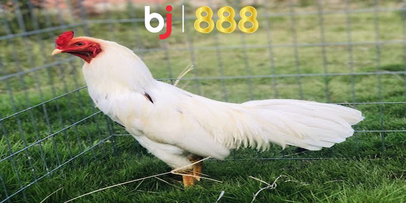 Chọn gà đá màu trắng có thân hình săn chắc và giống khoẻ mạnh