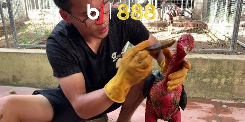 Lợi ích khi vào nghệ cho chiến kê thường xuyên là gì?