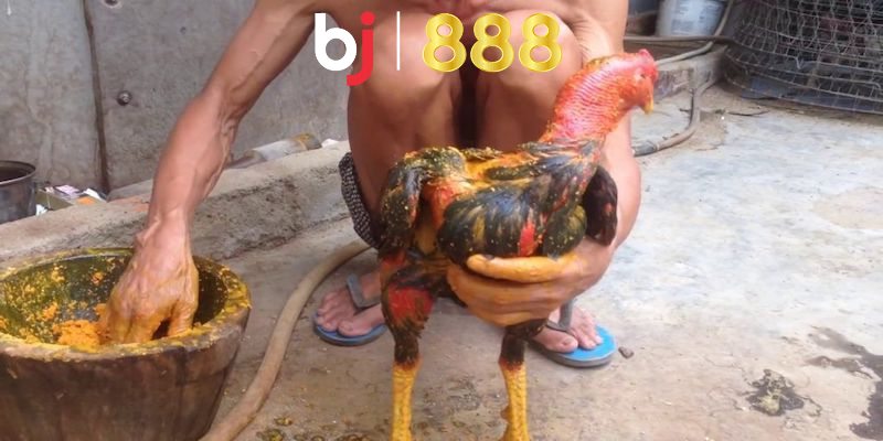 Trường hợp nào thì gà cần vào nghệ